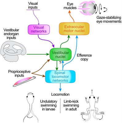 Role of locomotor efference copy in vertebrate gaze stabilization